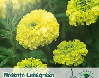 25 Nosento Limegreen Marigold Seeds – Tagetes erecta Bright Green Blooms for Garden Borders & Containers
