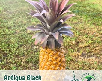15 Antigua Black Pineapple Seeds Ananas comosus Rare Tropical Plant Non-GMO