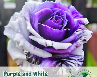 20 Samen der Zwillingsrose Lila & Weiß | Seltene zweifarbige Nicht-GVO-Sorte Gartenblüten