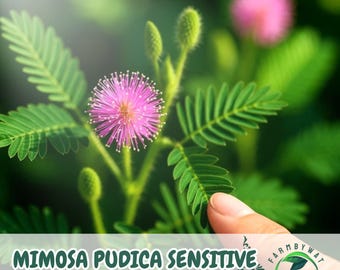 100 nasion Mimosa pudica, roślina wrażliwa, ozdobna, interaktywna, bez GMO