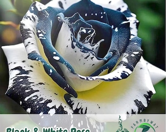 20 seltene schwarz-weiße Rosensamen | Non-GMO Heirloom Sorte | Einzigartige Gartenblumen