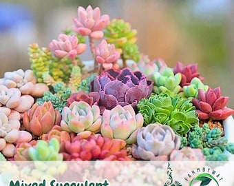 200 Mixed Succulent Seeds | Rare Colorful Variety  Indoor or Outdoor Decorative Plants