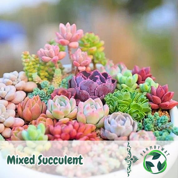 200 Mixed Succulent Seeds | Rare Colorful Variety Indoor or Outdoor  Decorative Plants