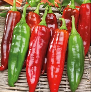 Peut inclure: Une collection de piments allongés dans des tons vibrants de rouge brillant et de vert profond. Chaque piment présente une peau lisse et ferme avec une tige verte distincte attachée au sommet. Les piments sont disposés en grappe dense.