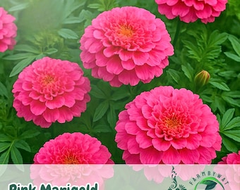 25 nasion nagietka różowego – Tagetes Hybrid, kwiaty w kolorze delikatnego różu