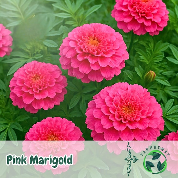 25 Pink Marigold Seeds – Tagetes Hybrid, Soft Pink Blooms