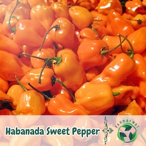 25 Habanada Sweet Pepper Seeds – Mild, Non-Spicy Garden Peppers for Beds, Containers & Culinary Use