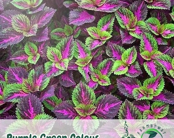 25 fioletowo-zielonych nasion koleusa do sadzenia w ogrodzie | Dwukolorowe ulistnienie | Roślina do ogrodu w cieniu i do pojemników