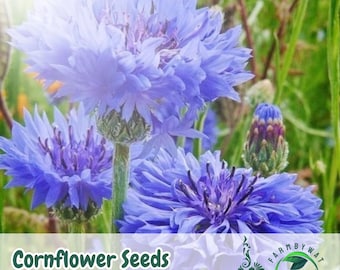 200 Cornflower Seeds Centaurea cyanus Blue Wildflower Mix Pollinator Friendly Non-GMO Heirloom USA Seller