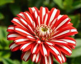 Zinnia de menta, 45 semillas, doble floración, rara, roja y blanca, hermosa, sin OMG, fresca, de alta germinación, envío rápido.
