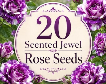 20 Scented Jewel Rose Seeds | Purple & White Floribunda Rose | Fragrant Garden Flowers | Ornamental Rose Seeds | Non-GMO