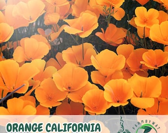 May include: A close-up of a field of orange California poppy flowers. The petals are a vivid orange hue, with dark centres. The text "ORANGE CALIFORNIA POPPY SEEDS" is displayed at the bottom of the image.