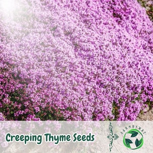 May include: A close-up of a vibrant patch of creeping thyme in full bloom, showcasing a dense carpet of small, light purple flowers. The image is well-lit, with a slight sun flare. The text "Creeping Thyme Seeds" is displayed at the bottom.