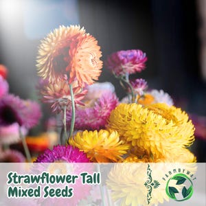 500 Mixed Strawflower Seeds: Tall Dried Cut Flowers, Heirloom Non-GMO