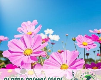 100 Gloria Cosmos Seeds: Colorful Wildflower Mix, Pollinator Friendly
