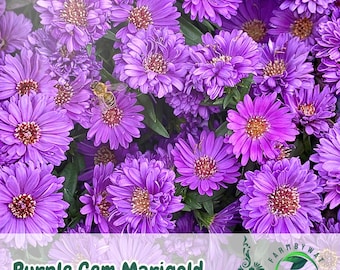 25 Purple Gem Marigold Seeds | Deep Purple Blooms, Easy-Grow