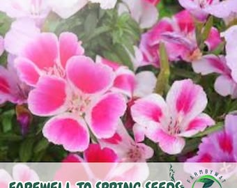 300 Clarkia Amoena Seeds: Farewell to Spring Wildflower - Pollinator Attractor