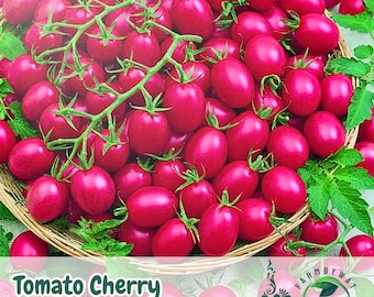 200 Cherry Pink Grape Tomato Seeds | Heirloom Non-GMO | Sweet & Juicy Garden Tomatoes