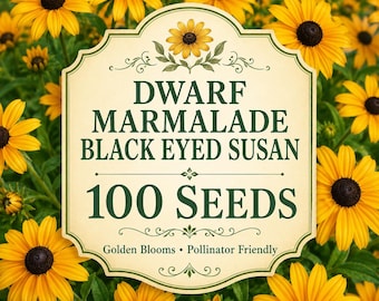 100 Dwarf Marmalade Black Eyed Susan Seeds | Golden Rudbeckia Flowers | Compact Pollinator Friendly Blooms | Heirloom Garden Seeds