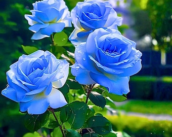 20 Light Blue Rose Seeds | Rare Ornamental Rose Variety - Etsy