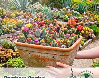 500 Rainbow Cactus Seeds – Assorted Spiny Beauties for Indoor & Outdoor Succulent Gardens