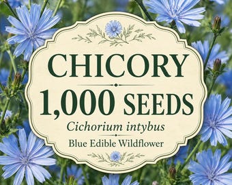 1000 Chicory Seeds | Cichorium intybus Blue Edible Wildflower | Heirloom Herb Seeds | Pollinator Friendly | Non-GMO Garden Seeds