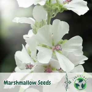 100 Marshmallow Seeds Althaea officinalis Non-GMO Heirloom Perennial Herb Garden Plant USA Seller