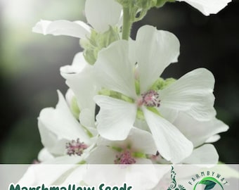 25 Marshmallow Seeds Althaea officinalis Non-GMO Heirloom Perennial Herb Garden Plant USA Seller