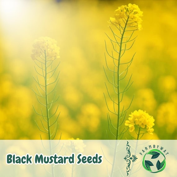 1000 Black Mustard Seeds: Heirloom Brassica Nigra, Easy Grow - Etsy
