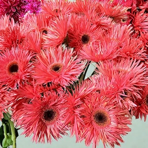 May include: A vibrant bouquet of gerbera daisies in shades of coral and pink. The flowers have dark brown centers and spiky petals, creating a textured appearance. The arrangement includes green stems and a few darker pink blooms.
