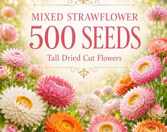 500 Mixed Strawflower Seeds – Tall Colorful Dried Cut Flowers, Heirloom Non-GMO Annual Flower Seeds for Garden & Bouquets