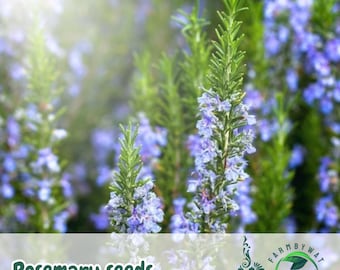 50 Rosemary Seeds Salvia rosmarinus Culinary Herb Non-GMO Perennial Container-Friendly USA Seller