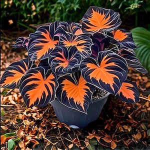 Puede incluir: Una planta de Calathea en maceta con hojas grandes en forma de corazón. Las hojas presentan una llamativa combinación de negro-púrpura oscuro con vetas naranja vibrante y blancas. La planta está en una maceta negra, sobre un fondo de vegetación y hojas caídas.