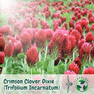 Puede incluir: Un campo de flores de trébol carmesí Dixie (Trifolium Incarnatum) en plena floración. Las flores son de un rojo carmesí vibrante con acentos verdes, sobre un fondo de follaje verde. La imagen incluye el texto "Crimson Clover Dixie (Trifolium Incarnatum)".