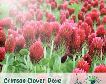 300 Crimson Clover Seeds: Vibrant Red Blooms, Inoculated Non-GMO