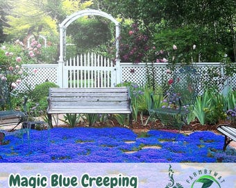 20,000 Magic Blue Creeping Thyme Seeds Thymus serpyllum Perennial Groundcover, Lawn Alternative, Non-GMO