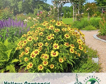 500 Yellow Coreopsis Seeds | Bright Daisy-Like Blooms | Easy Outdoor Planting | Non-GMO Wildflower Seeds