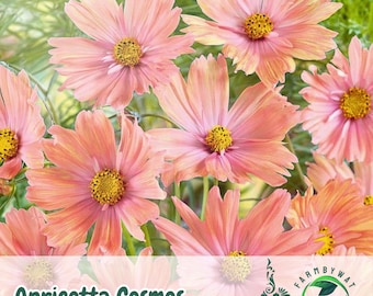 200 Apricotta Cosmos Seeds – Soft Apricot-Pink Blooms, Easy-to-Grow Annual Flower for Garden & Cut Arrangements