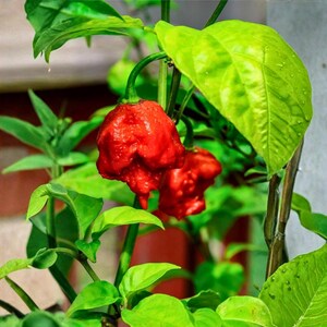 May include: Two bright red, wrinkled chili peppers hang from a green stem on a plant. The peppers have a bumpy, irregular texture and a pointed bottom. They are surrounded by vibrant, light green leaves with visible veins and small water droplets.