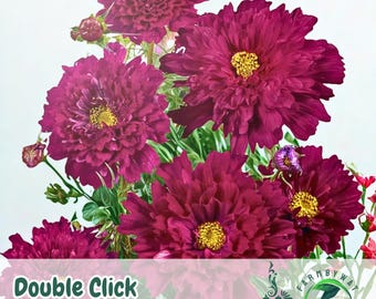 200 Double Click Cranberries Cosmos Seeds – Deep Pink Blooms
