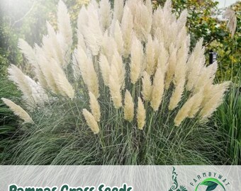 25 Mixed Pampas Grass Seeds: Tall Ornamental Perennial Plumes