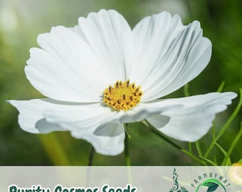 100 Purity Cosmos Seeds: Elegant White Flowers, Pollinator-Friendly