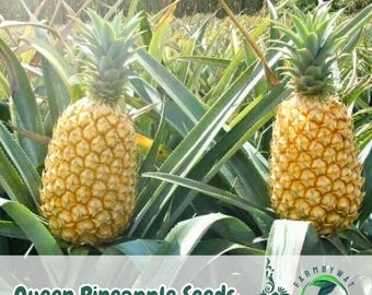15 Queen Pineapple Seeds: Rare Tropical Fruit, Ornamental Planting