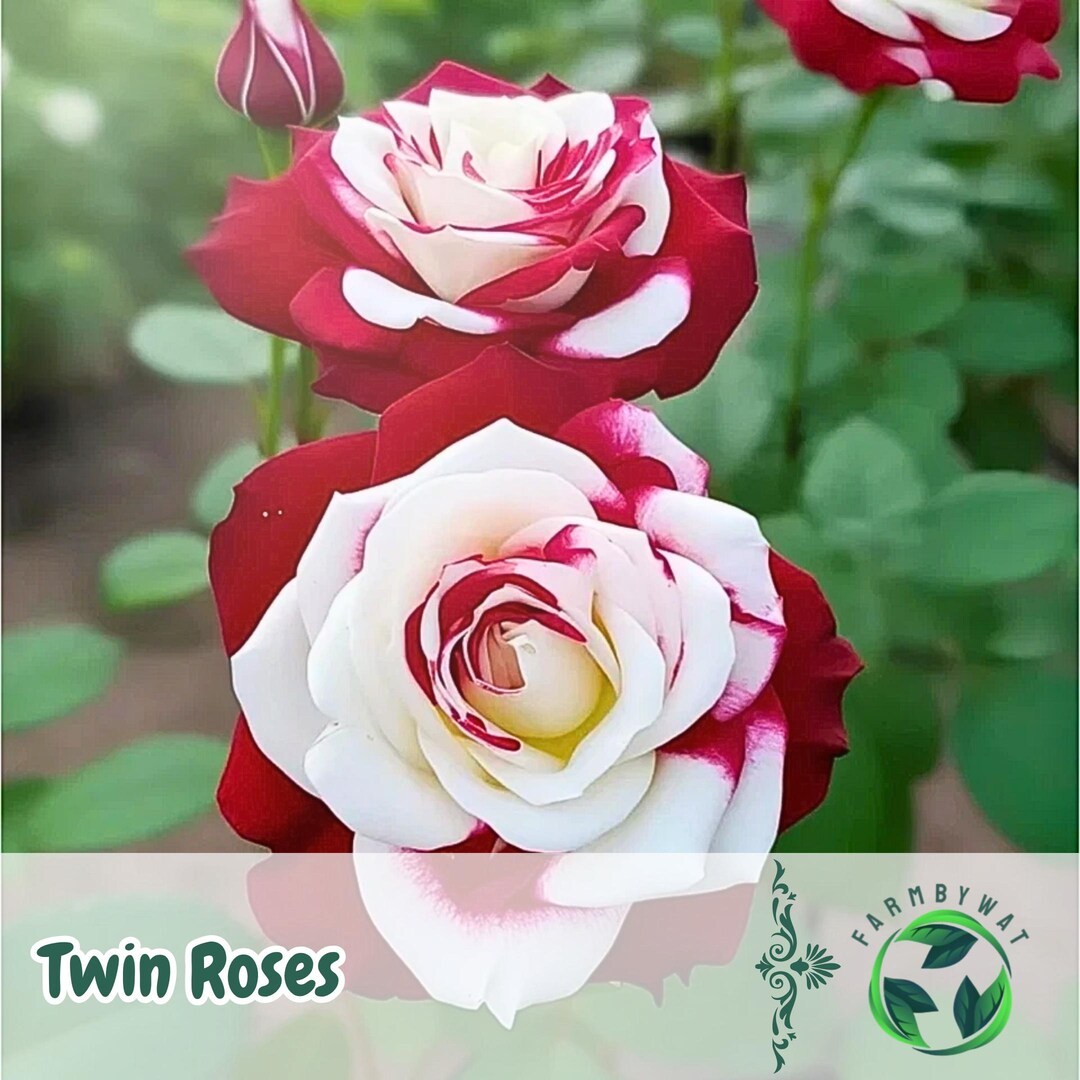 20 Rare Twin Roses Seeds | Non-gmo Heirloom Garden Flowers - Etsy