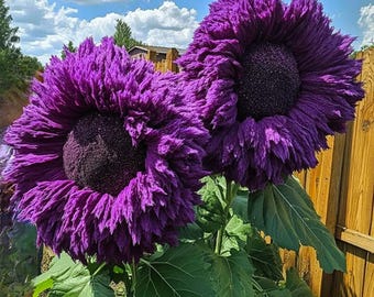 50 semillas raras de girasol gigante encantador morado con forma de oso de peluche para bordes de jardín. Frescas, de alta germinación y envío rápido.