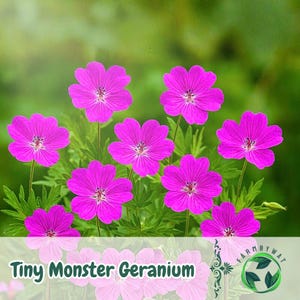 May include: A cluster of vibrant pink Tiny Monster Geranium flowers with green foliage against a blurred green background. The flowers have five petals and a darker center. The text "Tiny Monster Geranium" is at the bottom.