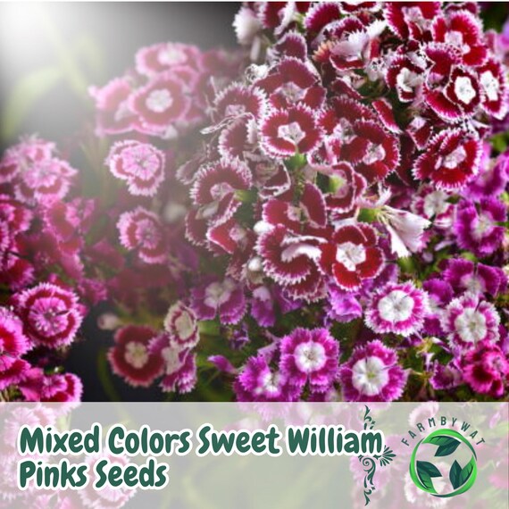 local wildflower seeds Dry Area Wildflower Seed Mix main image 0