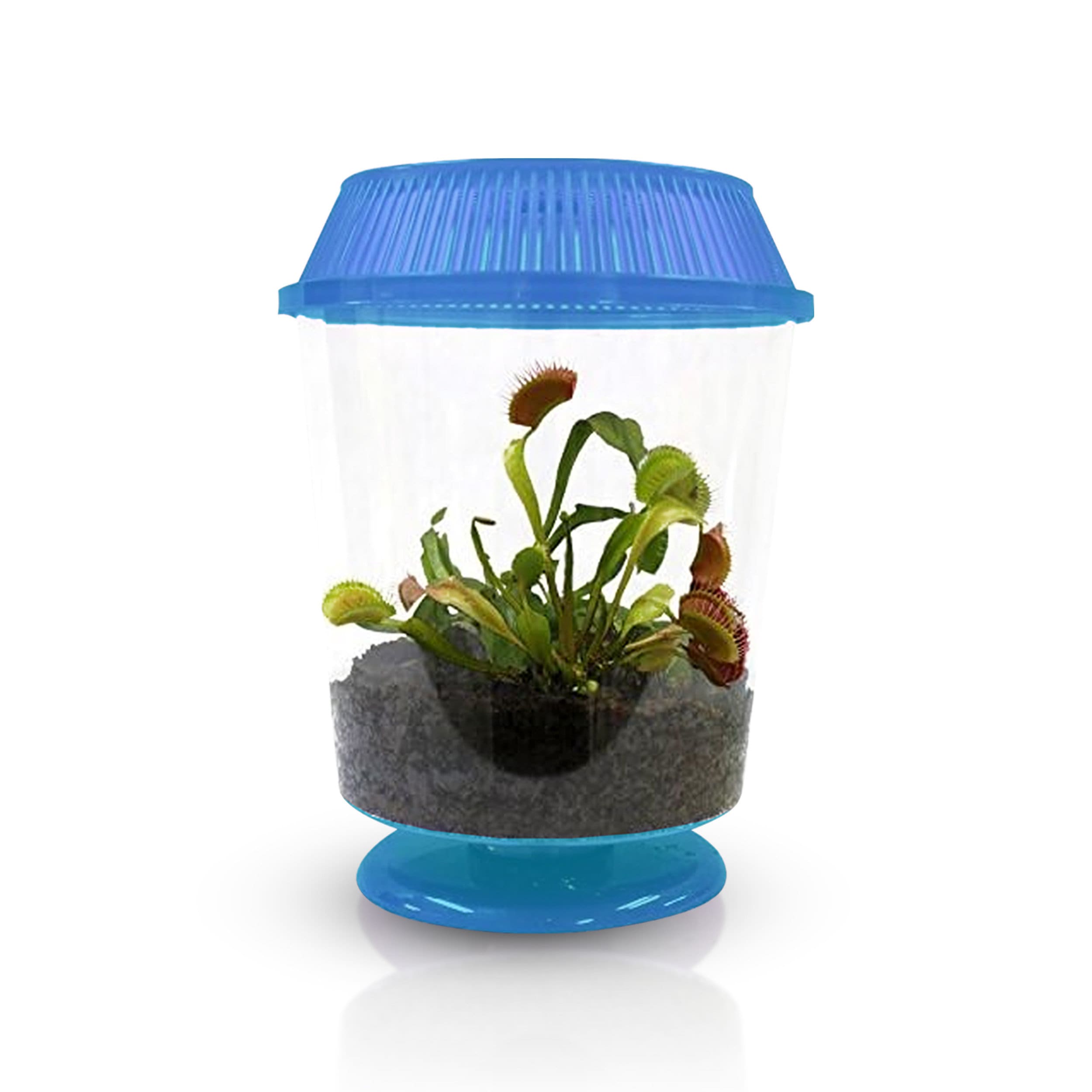 Live Venus Flytrap Plant Kit - Assorted Lid Color- Carnivorous Plant Terrarium Kits with Sphagnum Peat Moss - Indoor Plant for Any Space