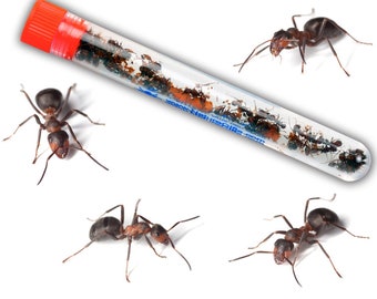 Science Toys Kit Gift for Boys & Girls 2.4x1.6X.3.2 Inch Ant Farms for Kids Natural Insect Ecology Box Science Toys Kit Gift for Boys & Girls 2.4x1.6X.3.2 Inch Ant Farms for Kids Natural Insect Ecology Box