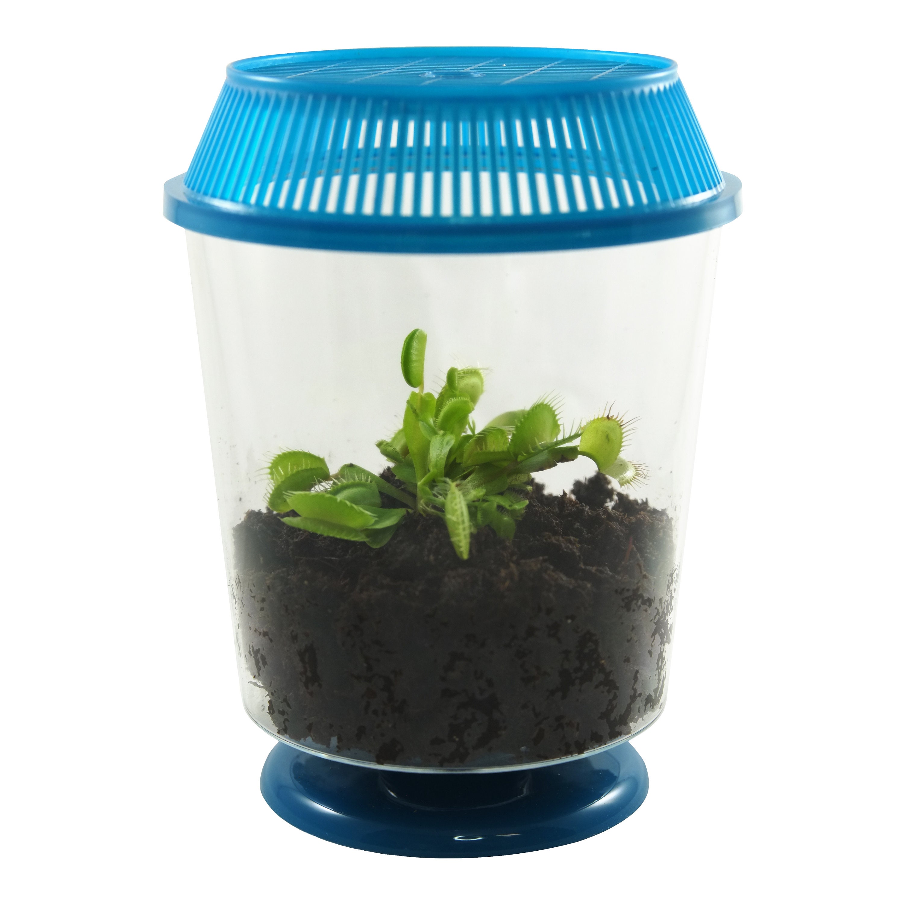 Adult Venus Flytrap in 4.5" Terrarium -Assorted Color Terrariums, Carnivorous Plant Fly Trap